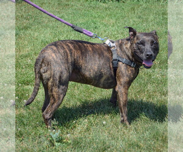 Medium Photo #3 American Staffordshire Terrier-Boxer Mix Puppy For Sale in Huntley, IL, USA