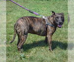 Small #2 American Staffordshire Terrier-Boxer Mix
