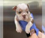 Small #5 English Bulldog