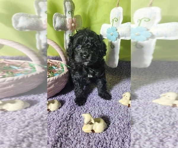 Medium Photo #2 Bernedoodle (Miniature) Puppy For Sale in BLACK FOREST, CO, USA