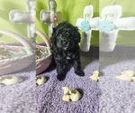 Small #1 Bernedoodle (Miniature)
