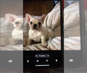 French Bulldog Puppy for sale in ATWATER, CA, USA