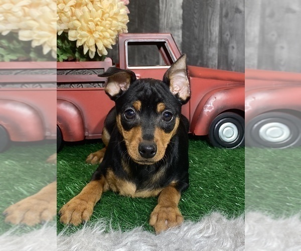 Medium Photo #3 Miniature Pinscher Puppy For Sale in CANOGA, NY, USA