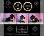 Small Photo #23 Dachshund Puppy For Sale in WARSAW, IN, USA