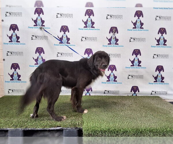 Medium Photo #1 Mutt Puppy For Sale in Orlando, FL, USA