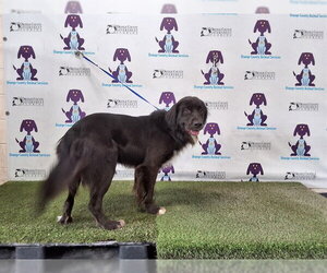 Mutt Dogs for adoption in Orlando, FL, USA