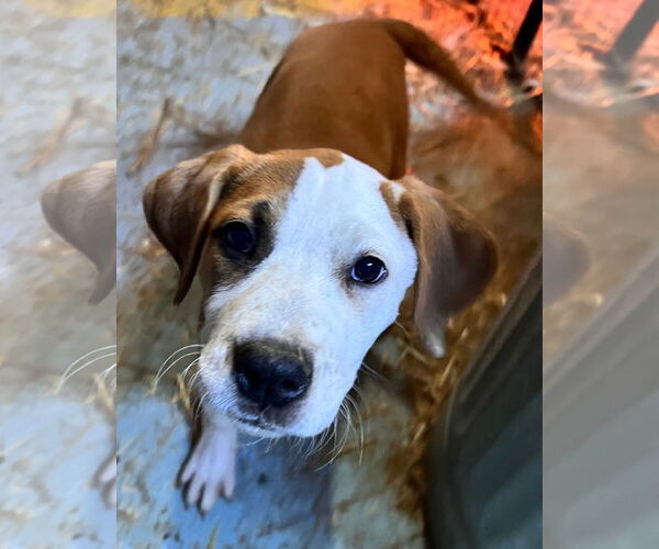 Medium Photo #4 Mutt Puppy For Sale in Tracy City, TN, USA