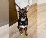Small #1 Mutt