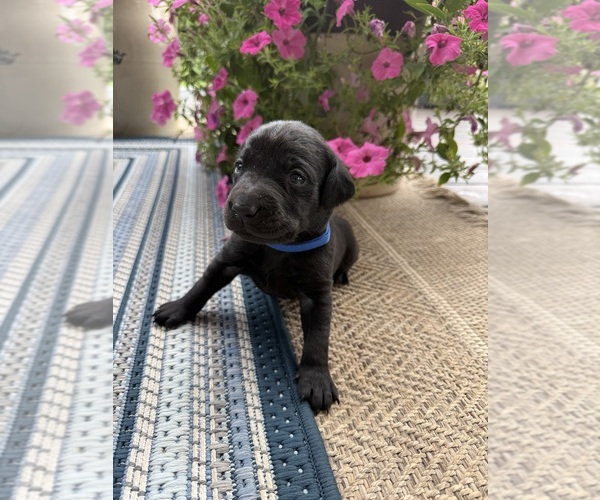 Medium Photo #5 Labrador Retriever Puppy For Sale in COOKEVLE, TN, USA