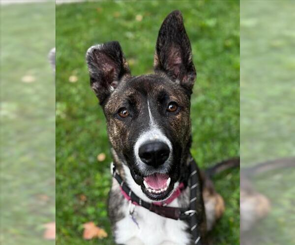 Medium Photo #5 German Shepherd Dog-Unknown Mix Puppy For Sale in Woodland, CA, USA