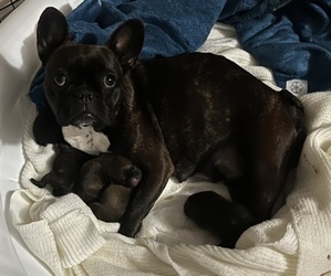 Mother of the French Bulldog puppies born on 04/01/2023