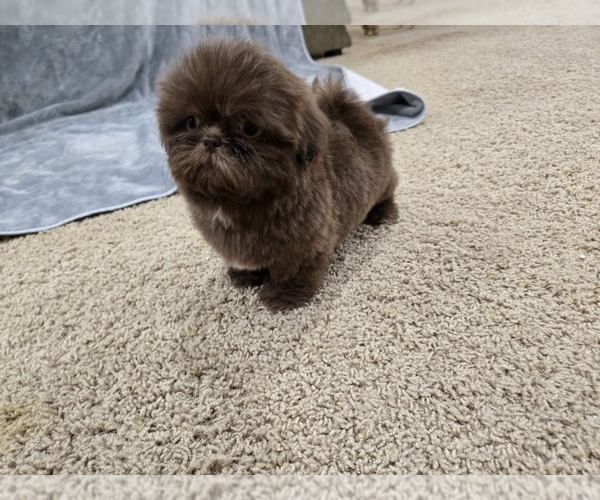 Medium Photo #13 Shih Tzu Puppy For Sale in CARLYLE, IL, USA