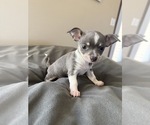 Small Photo #18 Chihuahua Puppy For Sale in MARCUS, IA, USA