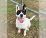 Small American Pit Bull Terrier Mix