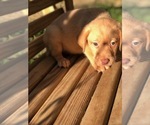 Small Photo #9 Labrador Retriever Puppy For Sale in SPENCER, TN, USA