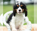 Puppy 2 Cavalier King Charles Spaniel