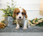 Small Photo #19 Cavalier King Charles Spaniel Puppy For Sale in GOSHEN, IN, USA