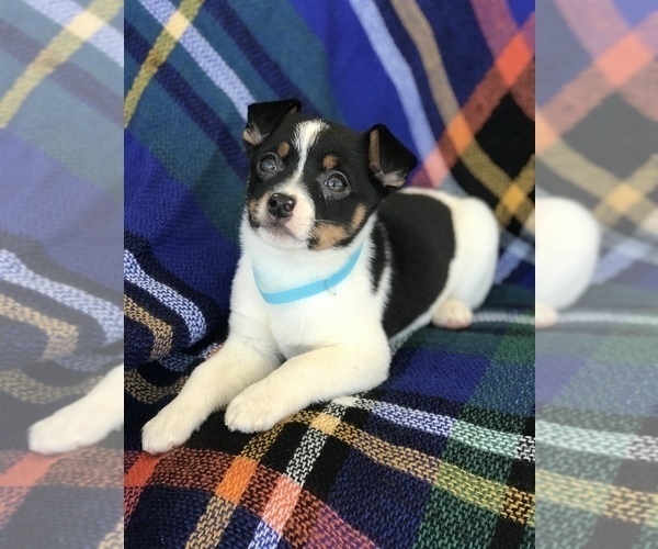 Medium Photo #3 Rat Terrier Puppy For Sale in BOWLING GREEN, KY, USA