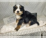 Small Photo #70 Bernedoodle Puppy For Sale in COLORADO SPRINGS, CO, USA