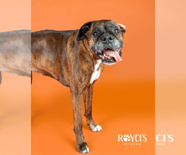 Medium Photo #5 Boxer Puppy For Sale in Sandy, UT, USA