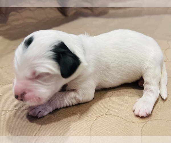 Medium Photo #10 Sheepadoodle Puppy For Sale in SYKESVILLE, MD, USA