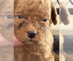 Small #11 Goldendoodle (Miniature)