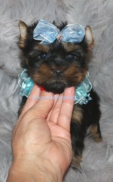 Medium Photo #1 Yorkshire Terrier Puppy For Sale in ABILENE, TX, USA