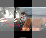 Small #2 Beagle Mix