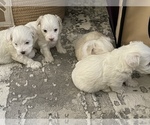 Small Photo #13 Maltipoo Puppy For Sale in ALEXANDRIA, VA, USA
