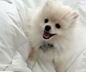 Pomeranian Puppy for Sale in WEST BLOOMFIELD, Michigan USA