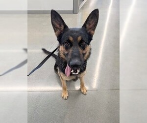 German Shepherd Dog Dogs for adoption in San Martin, CA, USA