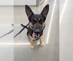 Small German Shepherd Dog