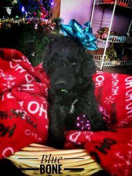 Medium Photo #1 Labradoodle Puppy For Sale in DES MOINES, IA, USA