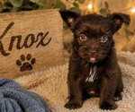 Puppy 5 Yorkshire Terrier