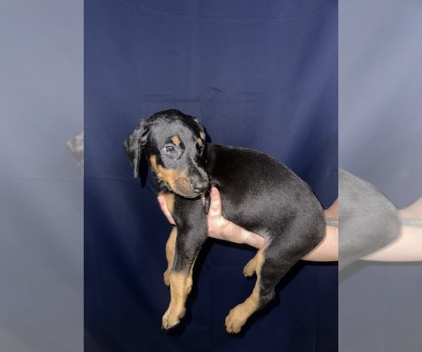 Medium Photo #1 Doberman Pinscher Puppy For Sale in DALLAS, TX, USA
