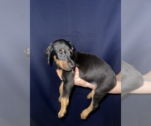 Medium Doberman Pinscher
