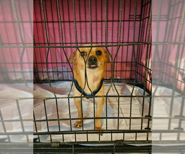 Medium Photo #1 Chihuahua-Unknown Mix Puppy For Sale in Cranston, RI, USA