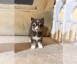 Small #1 Siberian Husky