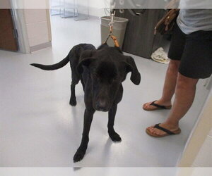 Labrador Retriever Dogs for adoption in Ocala, FL, USA