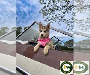 Pomsky Puppy for sale in VENUS, PA, USA