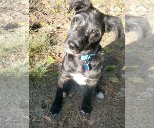 Mutt Dogs for adoption in Bellevue, WA, USA