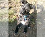 Small Mutt