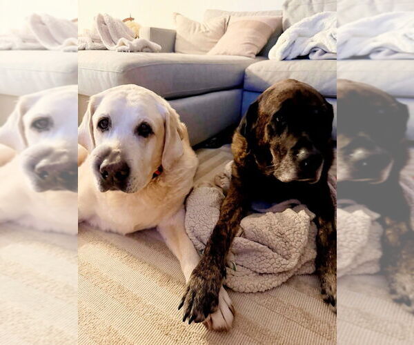 Medium Photo #1 Mastador Puppy For Sale in Caldwell, NJ, USA