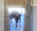 HARRISON - Male German Shepherd Dog Dog for Adoption - Small photo