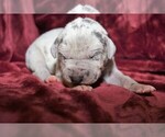 Small Photo #1 Great Dane Puppy For Sale in BRYAN, OH, USA