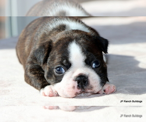 Boston Terrier Puppy for sale in WINNSBORO, TX, USA