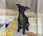Small Photo #5 Chihuahua-Unknown Mix Puppy For Sale in McKinney, TX, USA