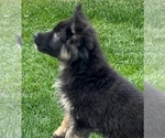 Small Photo #36 German Shepherd Dog Puppy For Sale in JURUPA VALLEY, CA, USA