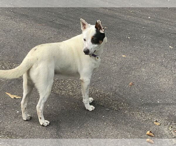 Medium Photo #4 Mutt Puppy For Sale in Candler, NC, USA