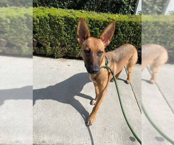 Medium Photo #12 Mutt Puppy For Sale in Los Angeles, CA, USA